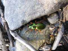Carabus auratus
