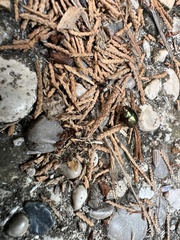 Chrysolina americana