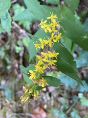 Solidago caesia