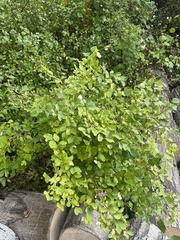 Symphoricarpos albus