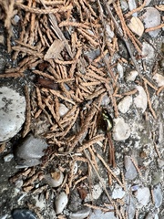 Chrysolina americana