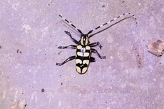 Anoplophora horsfieldii