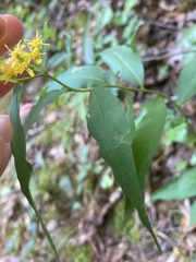 Solidago caesia