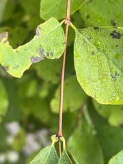 Symphoricarpos albus