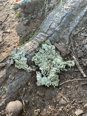 Myelochroa aurulenta