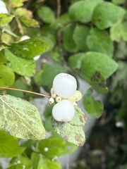 Symphoricarpos albus