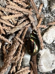 Chrysolina americana