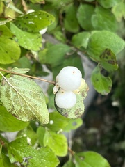 Symphoricarpos albus