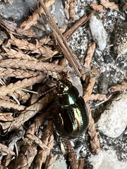 Chrysolina americana
