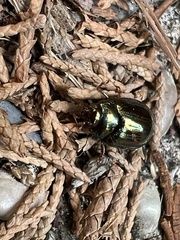 Chrysolina americana