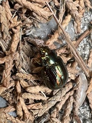Chrysolina americana