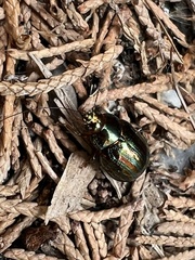 Chrysolina americana