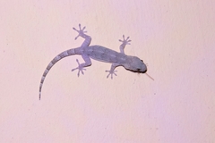Gekko