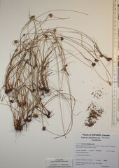 Cyperus lupulinus macilentus