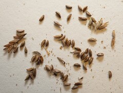 Cyperus lupulinus macilentus