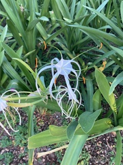 Hymenocallis