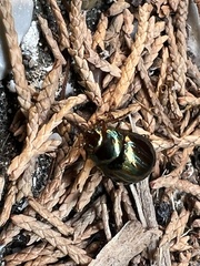 Chrysolina americana