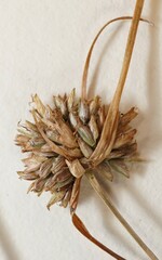 Cyperus lupulinus macilentus