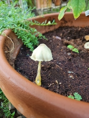 Leucocoprinus