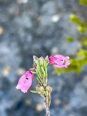Erica axilliflora