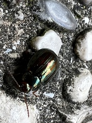 Chrysolina americana