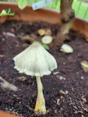 Leucocoprinus