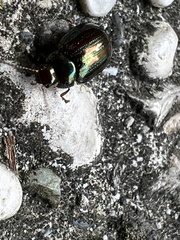 Chrysolina americana