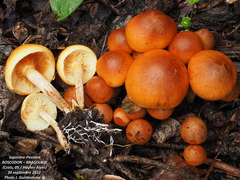 Gymnopilus penetrans