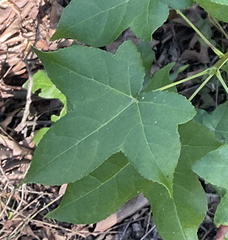Liquidambar