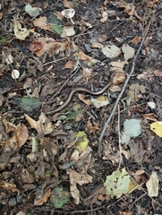 Anguis colchica