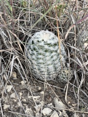 Echinocereus reichenbachii caespitosus