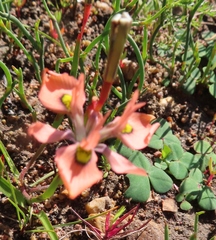 Moraea papilionacea