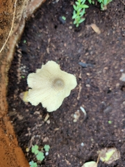Leucocoprinus
