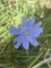 Cichorium