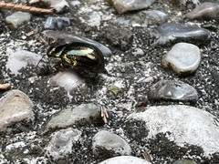 Chrysolina americana