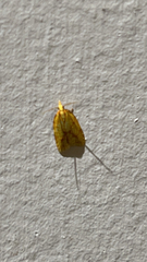 Sparganothis sulfureana