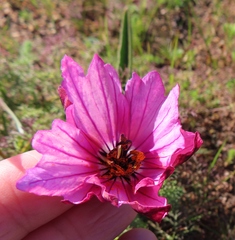 Monsonia speciosa