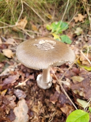 Amanita vaginata