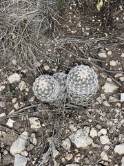 Echinocereus reichenbachii caespitosus