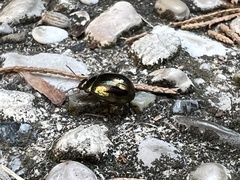 Chrysolina americana