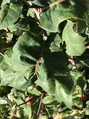 Quercus alba