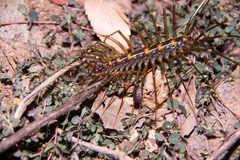 Thereuopoda clunifera