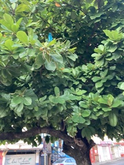 Terminalia catappa