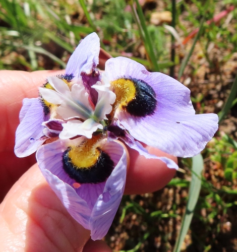 Image of Moraea villosa by (c) linkie, some rights reserved (CC BY)