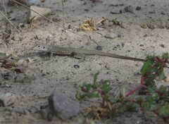 Aspidoscelis marmoratus