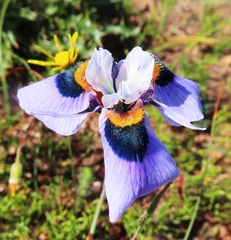 Moraea villosa