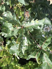 Quercus alba