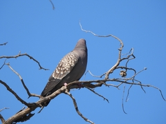 Patagioenas maculosa