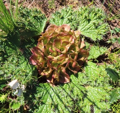 Arctopus monacanthus