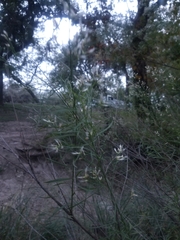 Baccharis neglecta